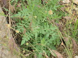 Cephalaria transsylvanica (L.) Schrad. ex Roem. & Schult. resmi