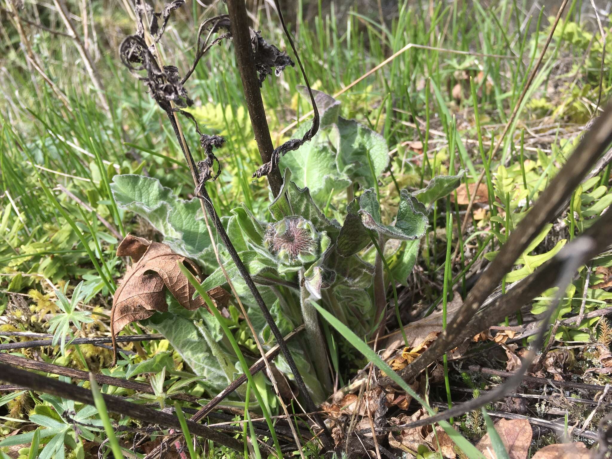 Image of deltoid balsamroot