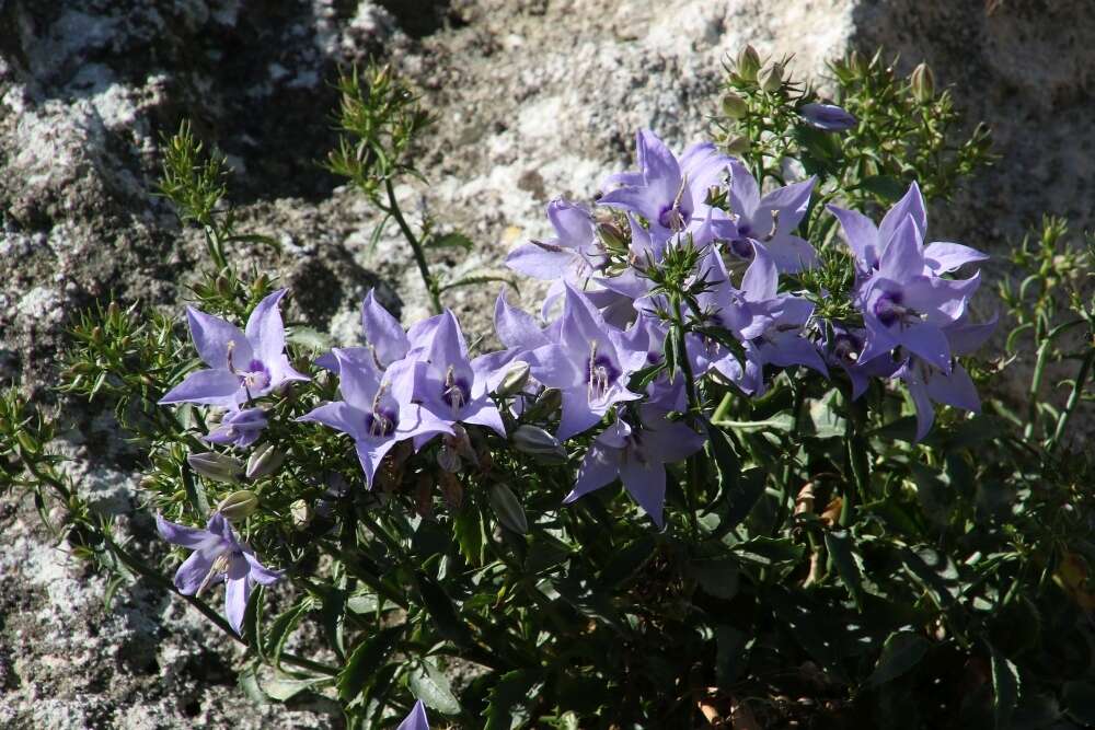 Campanula versicolor subsp. tenorei resmi