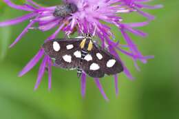 Anania funebris glomeralis Walker 1859 resmi