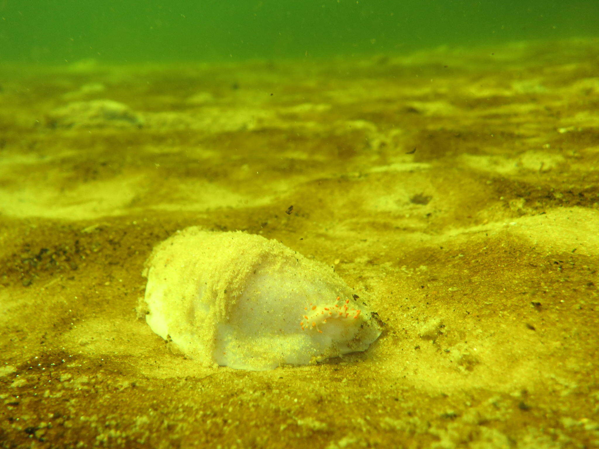 Image of Sand slug