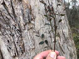 Image of Phyllanthus gunnii Hook. fil.