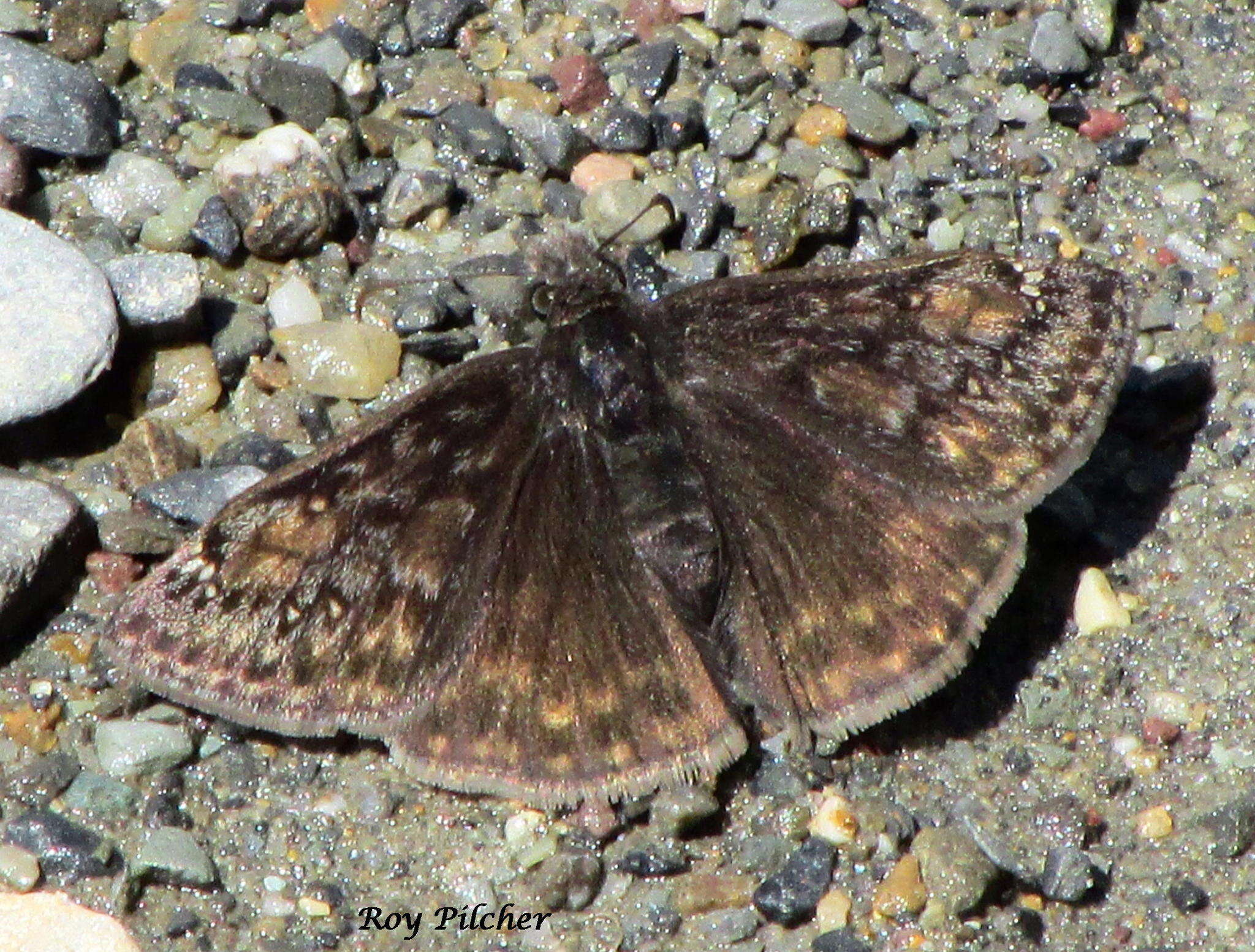 Image of Juvenal's Duskywing