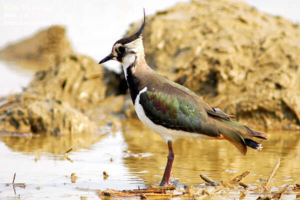 Image of Lapwing