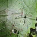 Image of Limnophilella delicatula (Hutton 1900)