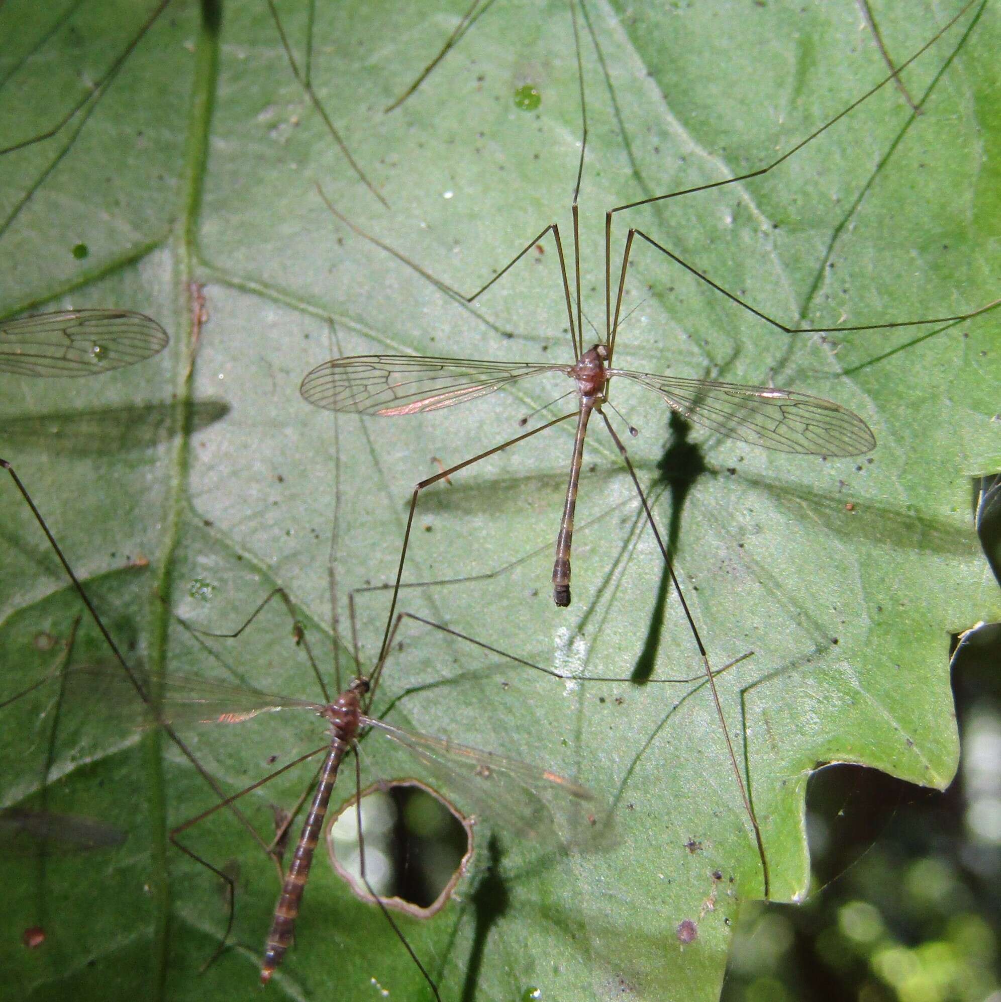 Image of Limnophilella delicatula (Hutton 1900)