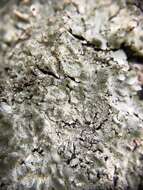 Image of Carolina canoparmelia lichen