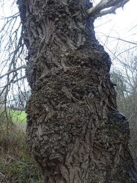 Image of Black Poplar