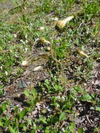 Image of Drummond's mountain-avens