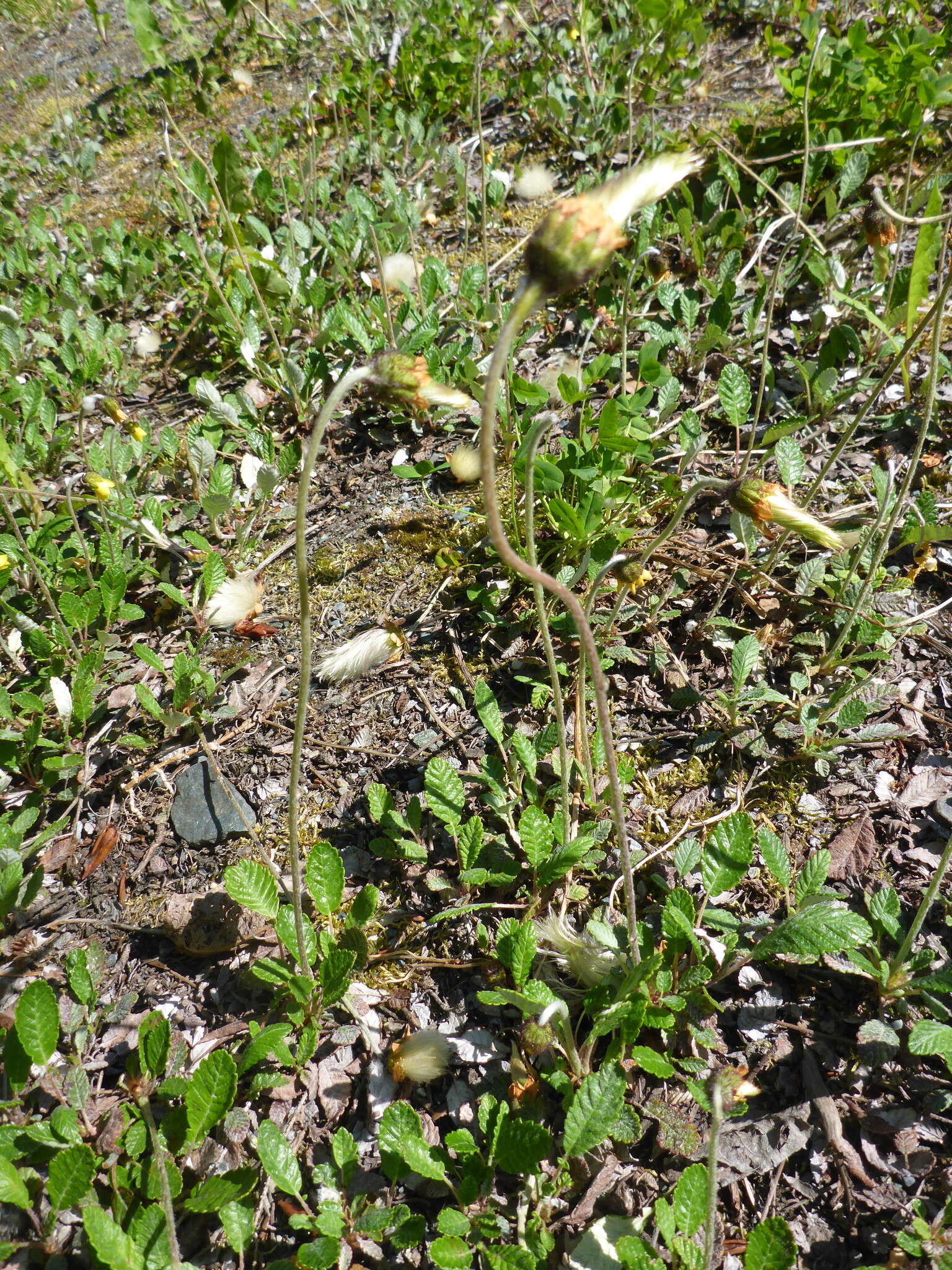 Image of Drummond's mountain-avens