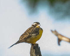 Слика од Emberiza cabanisi (Reichenow 1875)