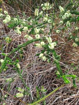 Image of dotted melaleuca