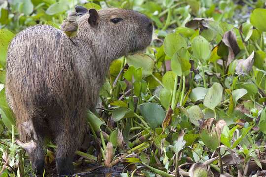 Image of Capybaras