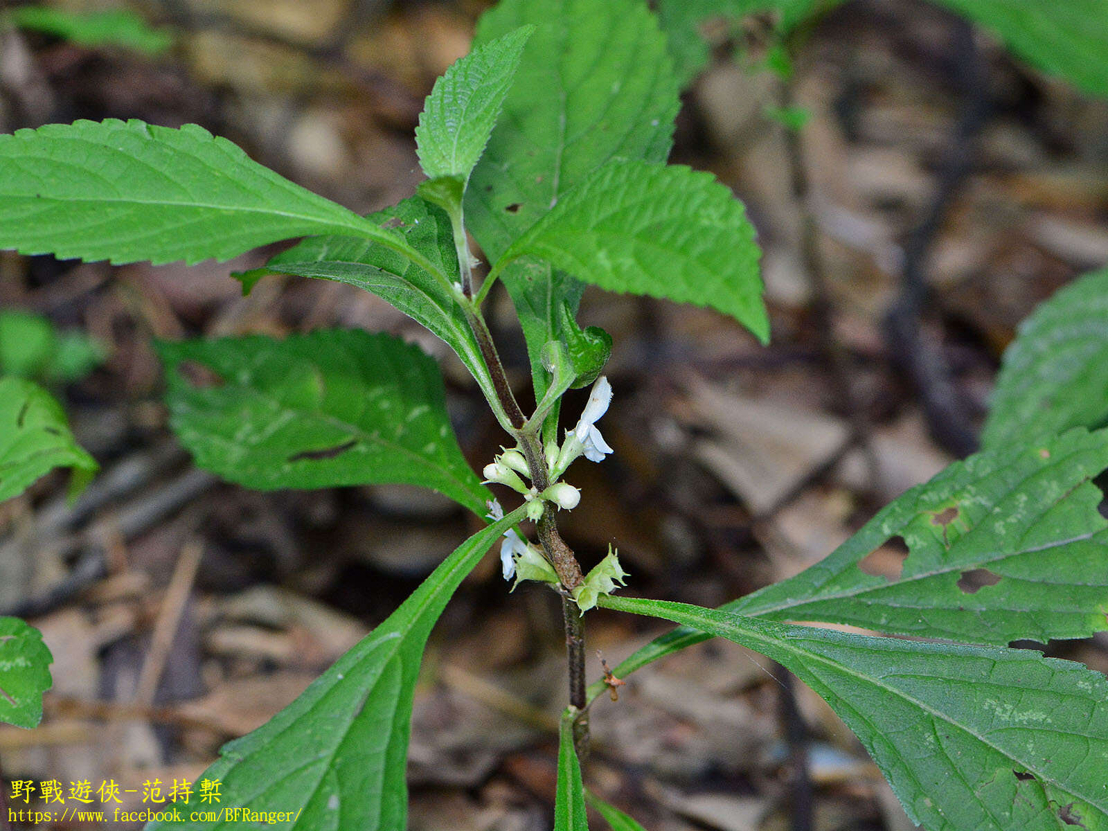 Image of Paraphlomis formosana (Hayata) T. H. Hsieh & T. C. Huang