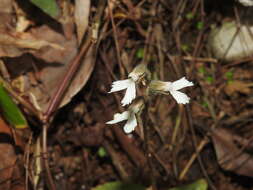 Image of Zeuxine longilabris (Lindl.) Trimen