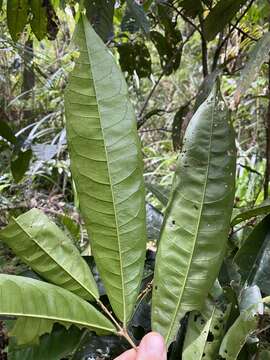 Image of Chionanthus sleumeri (C. T. White) Stearn