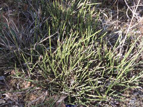 Imagem de Genista hystrix Lange