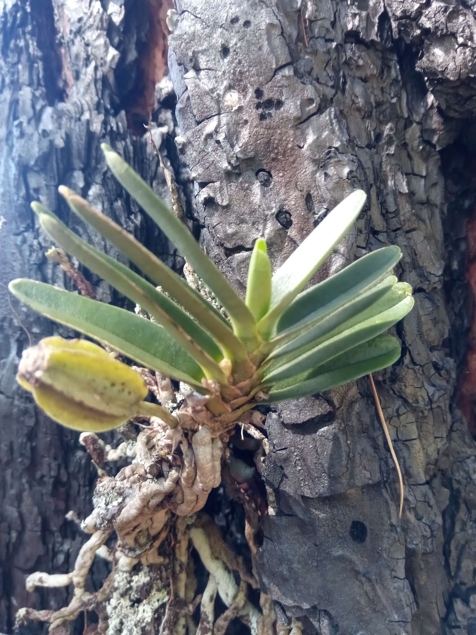 Image of Angraecum didieri (Baill. ex Finet) Schltr.