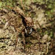 Image of Mintonia silvicola Wanless 1987