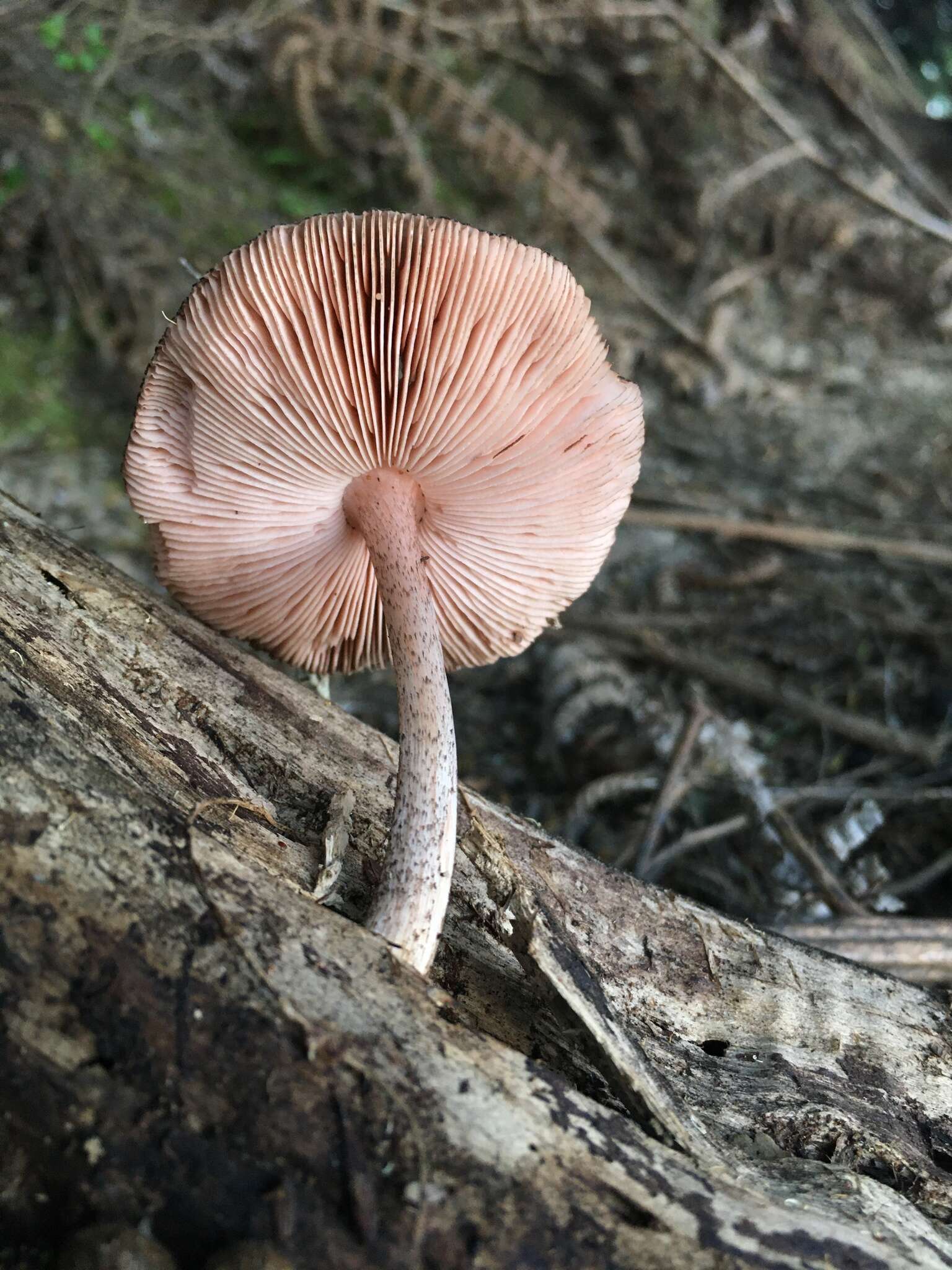 Image of Pluteus perroseus E. Horak 1983