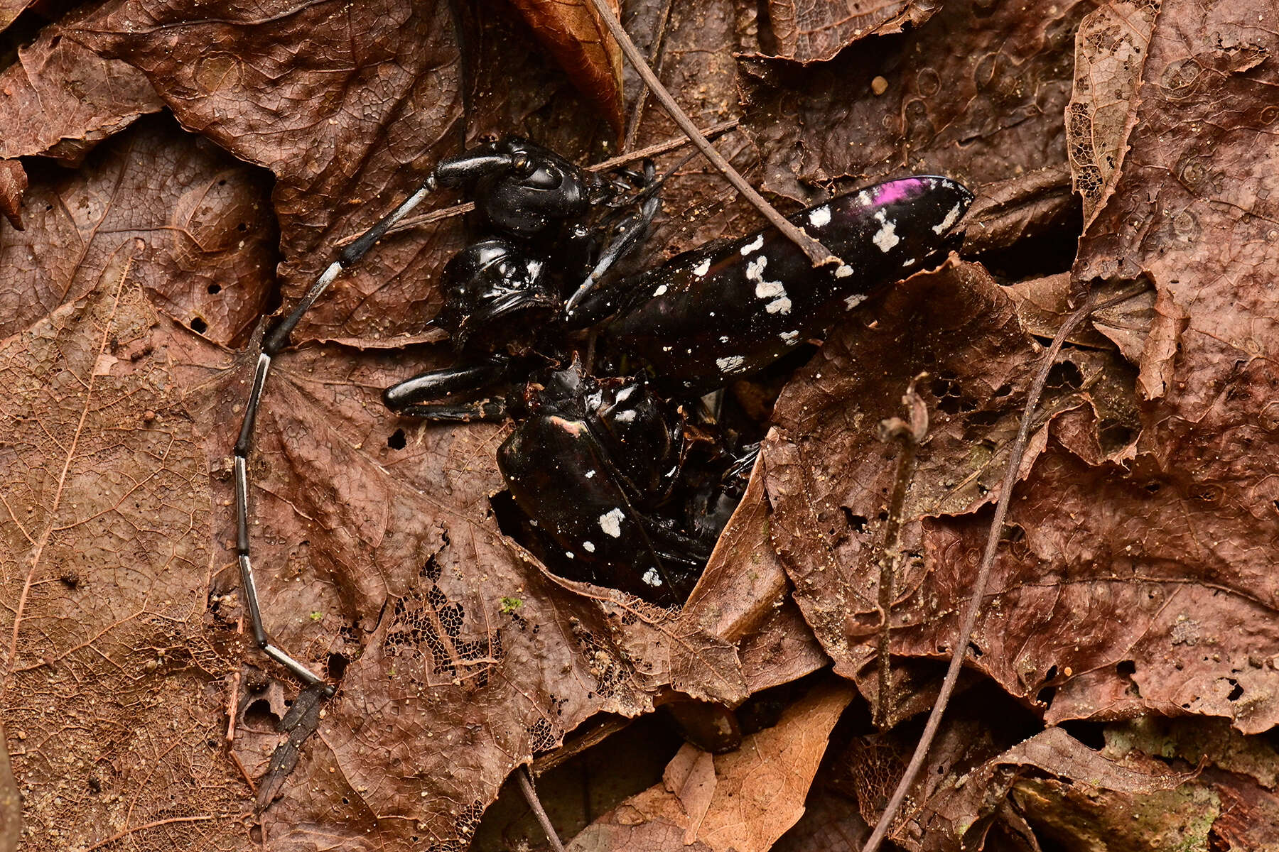 Image of Anoplophora albopicta (Matsushita 1933)