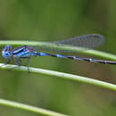 Image de Argia leonorae Garrison 1994