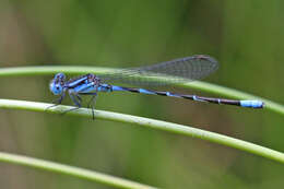 Image of Leonora's Dancer