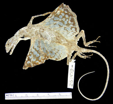 Image of Southern Flying Lizard