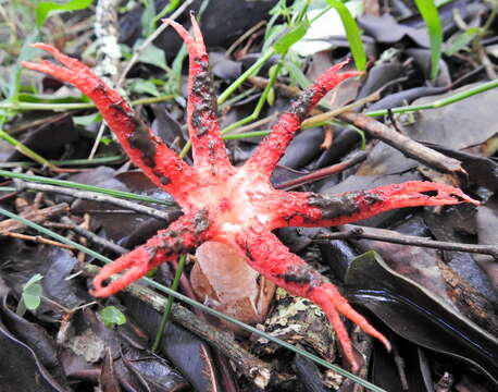 Imagem de Clathrus archeri (Berk.) Dring 1980