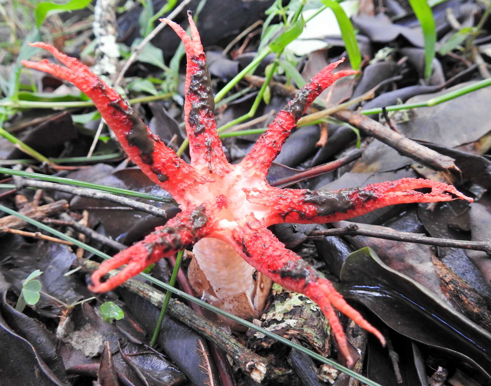 Image of octopus stinkhorn