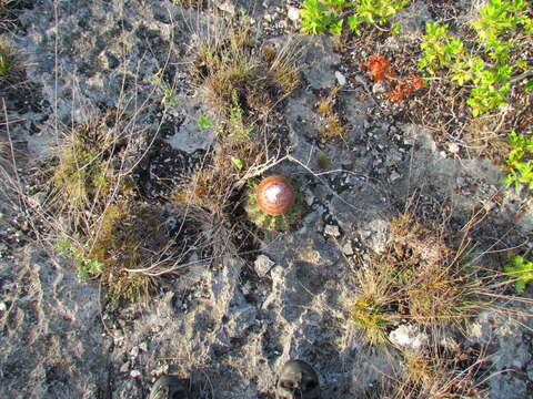 Image de Melocactus stramineus Suringar