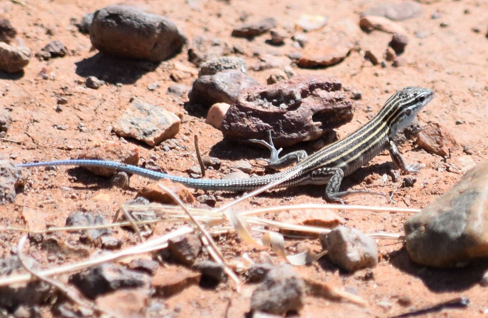 Image of Aspidoscelis inornatus (Baird 1859)