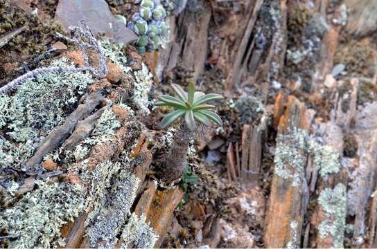 Imagem de Tylecodon suffultus Bruyns ex H. Tölken