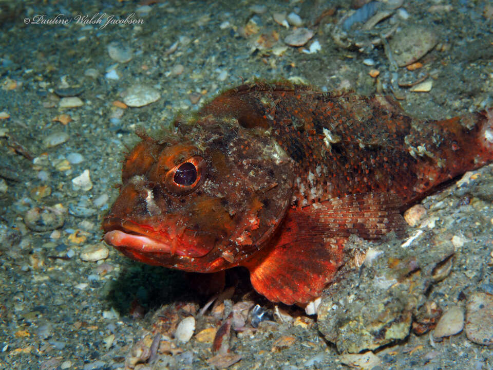 Image of Barbfish