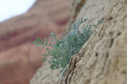 Image of Crambe aspera M. Bieb.