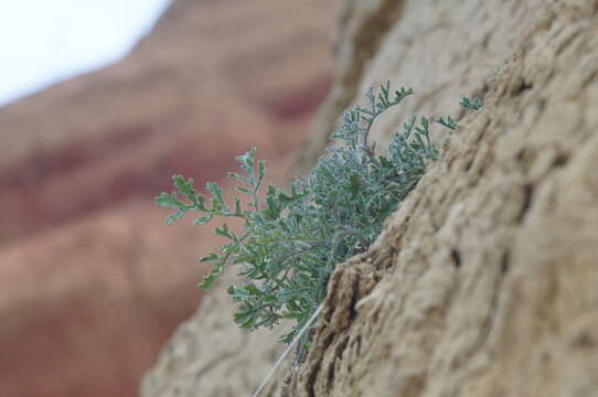 Image of Crambe aspera M. Bieb.