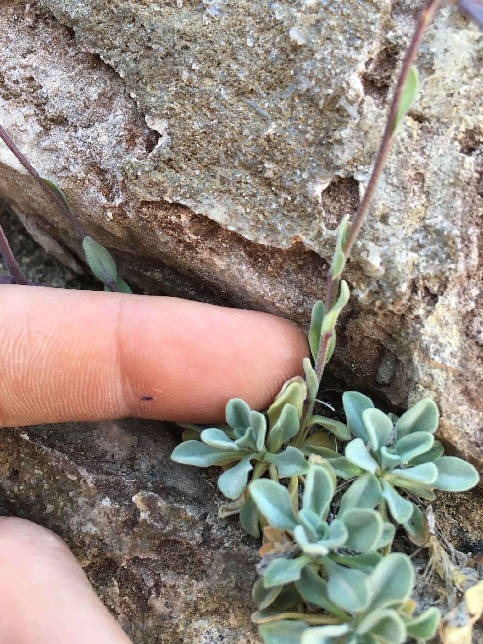 Image of Soldier Rockcress