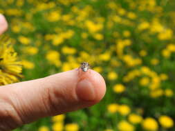 Image of <i>Stagonomus bipunctatus</i>