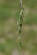 Image of erect brome