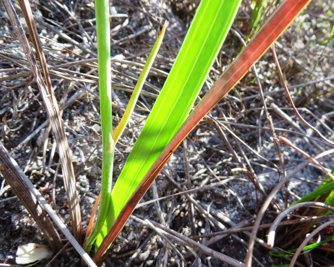 Image of Tritoniopsis lata (L. Bolus) G. J. Lewis