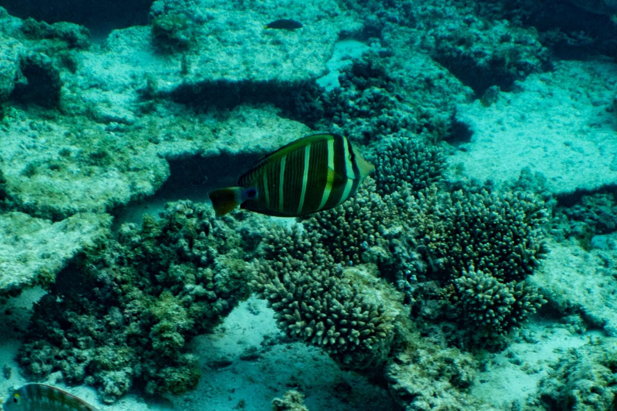 Слика од Zebrasoma veliferum (Bloch 1795)
