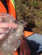 Image of Peromyscus fraterculus (Miller 1892)