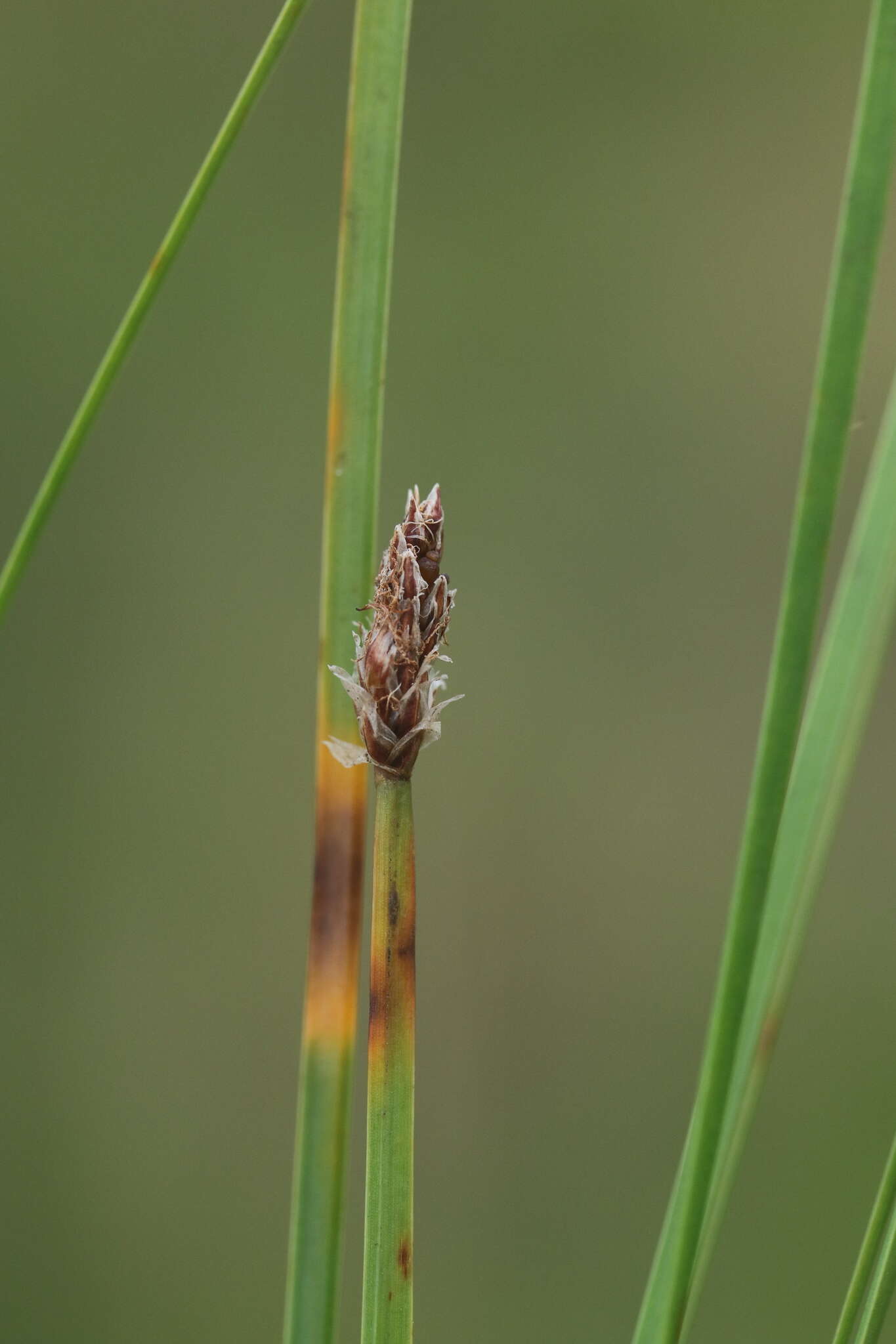 Image of Flat-Stem Spike-Rush