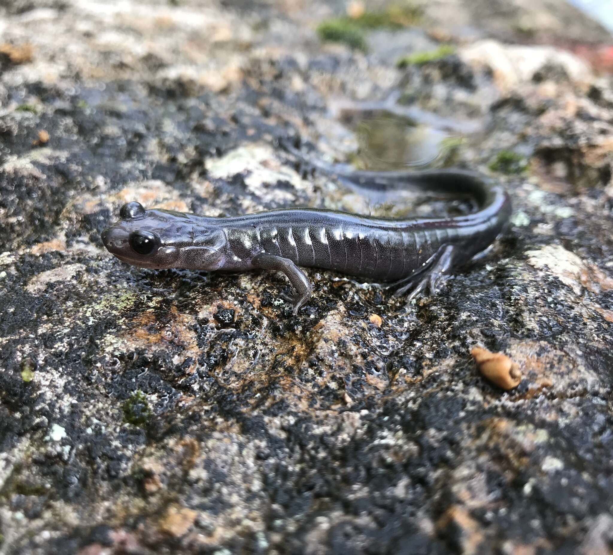 Image of Northern Gray-cheeked Salamander