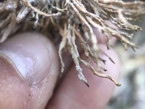 Image of Montagne's roccella lichen