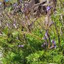 Image of Lavandula canariensis subsp. gomerensis Upson & S. Andrews