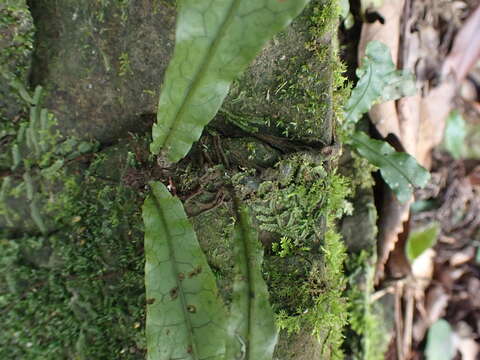 Image of Leptochilus hemionitideus (C. Presl) Noot.