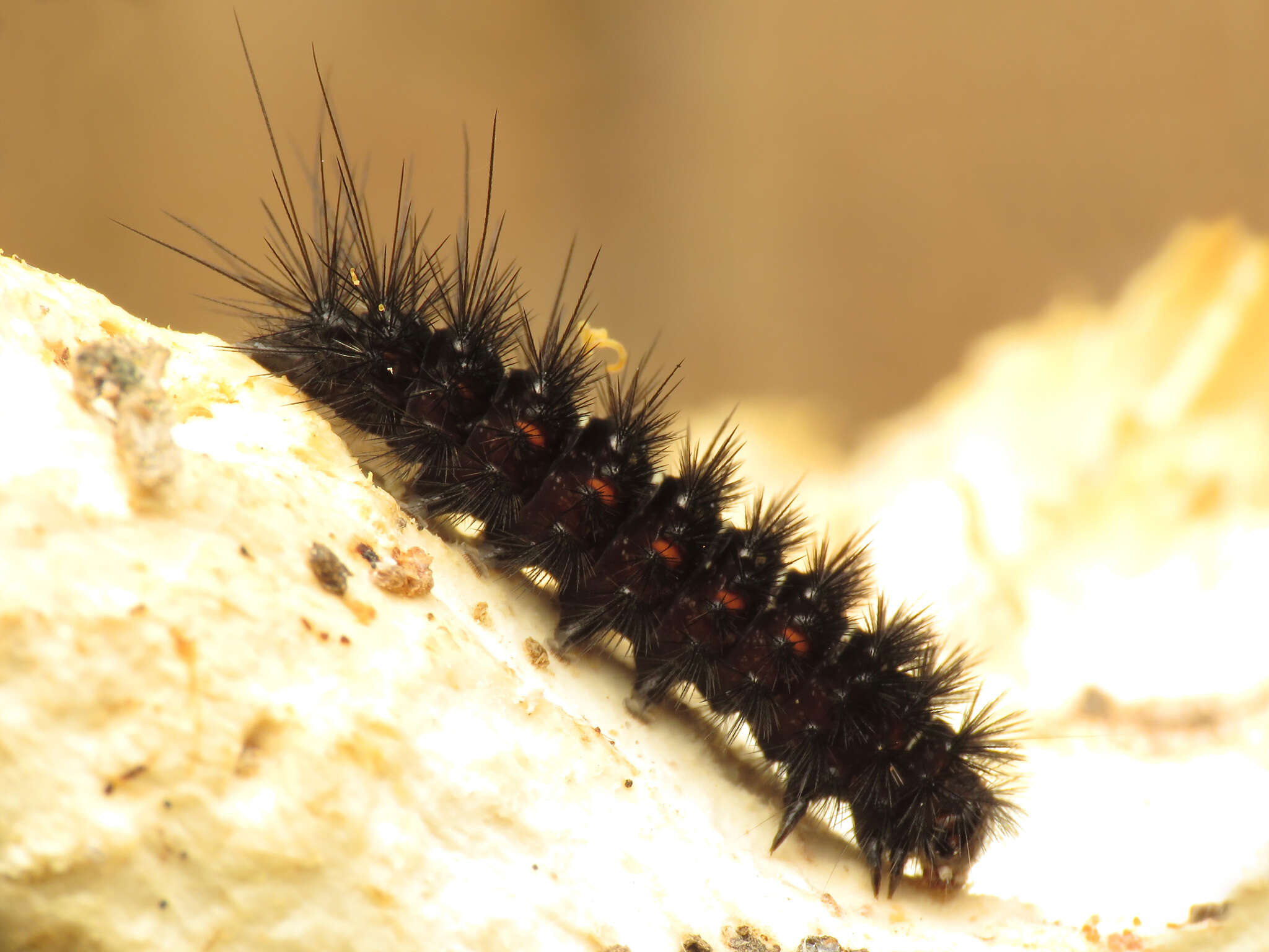 Image of Agreeable Tiger Moth