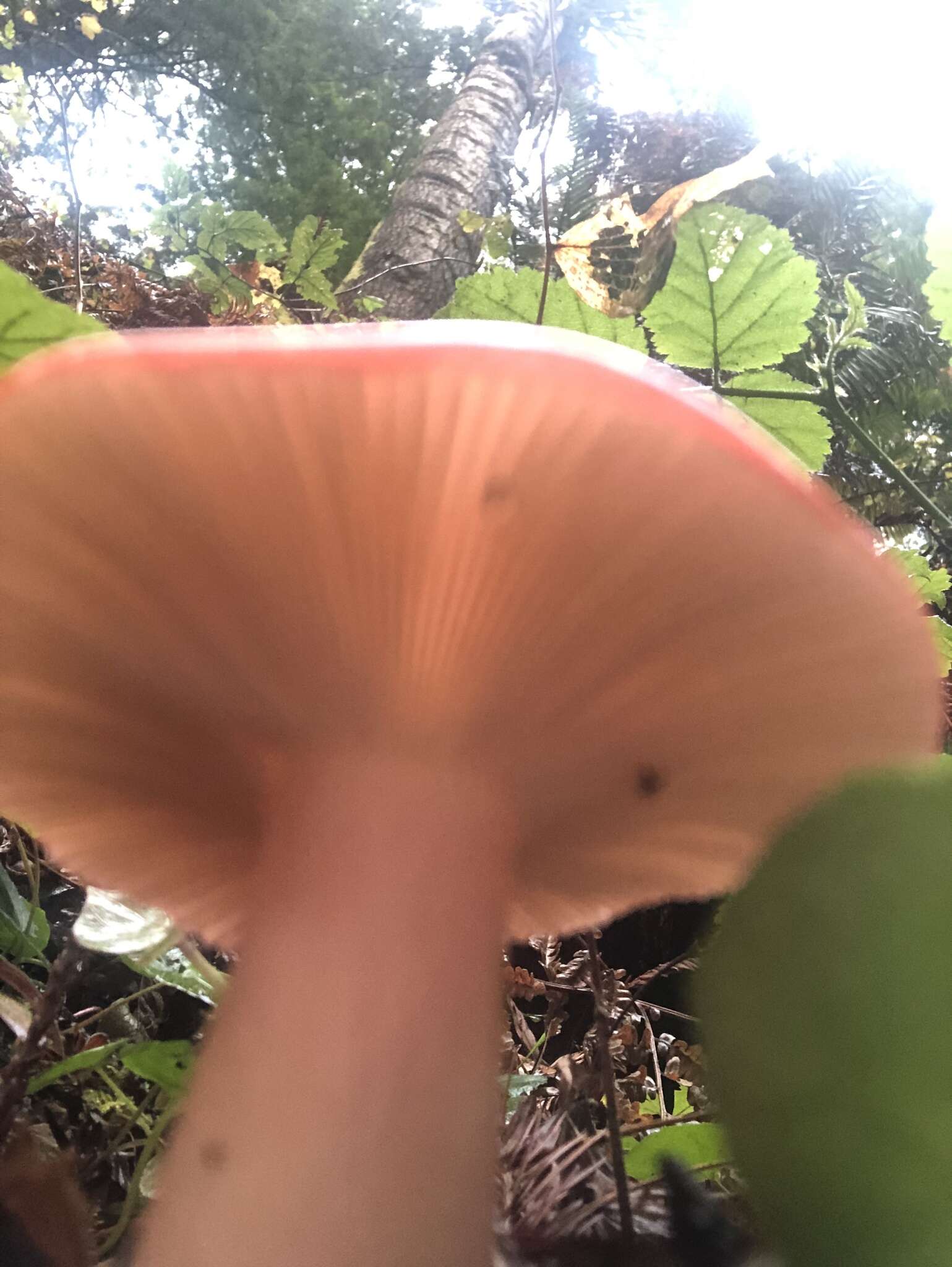 Image of Russula americana Singer 1940