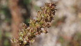 Image of Torrey's amaranthus